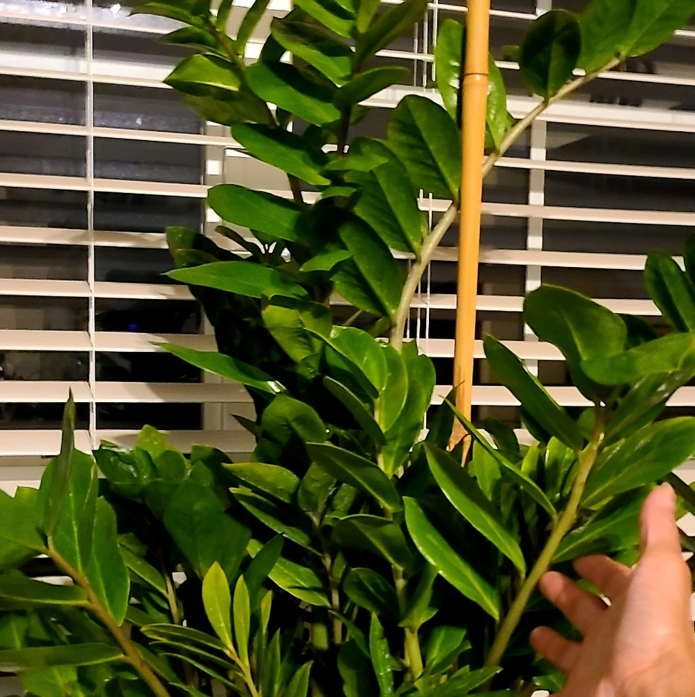 10 to 13 inch potted ZZ plants 🪴 - Picture 2 of 4